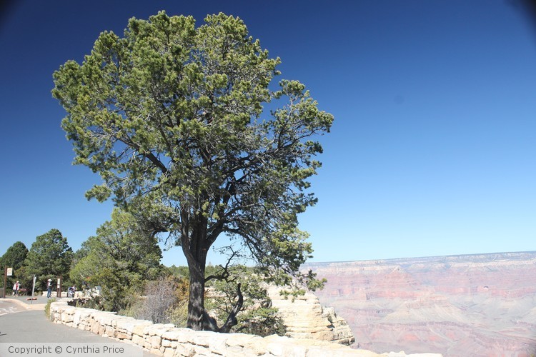 Tree on the Rim of the Grand Canyon