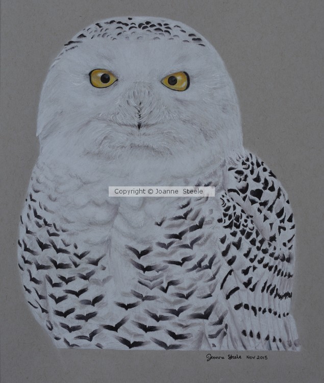 Snowy Owl