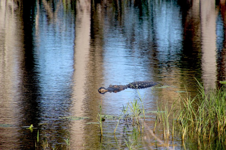 Marsh 3