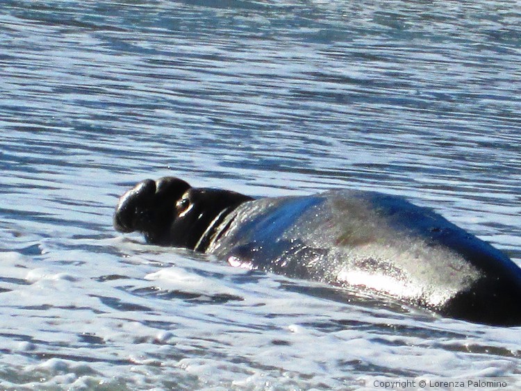 Swimming