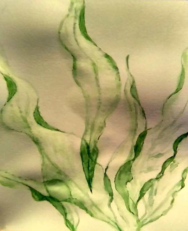 Seaweed Watercolor