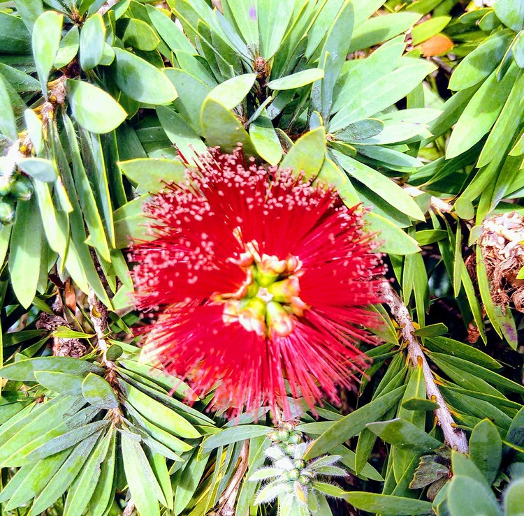 Bottlebrush (Acacia)