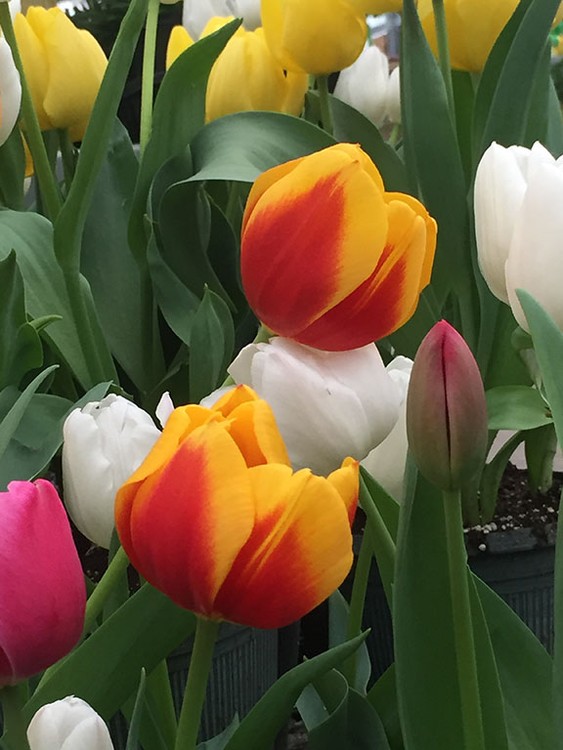 Tulips on an overcast day in Dallas
