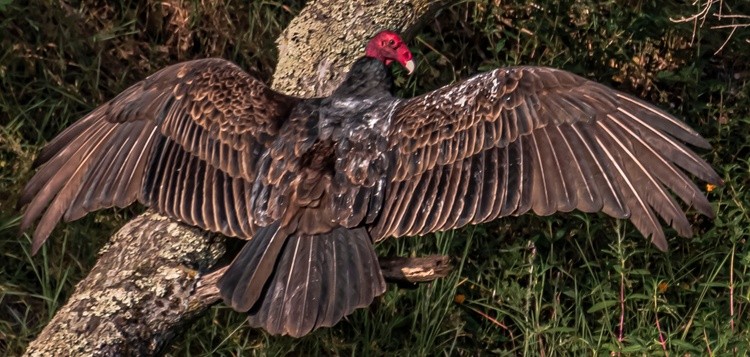 Turkey Vulture at the Switchyard - May 08 2025