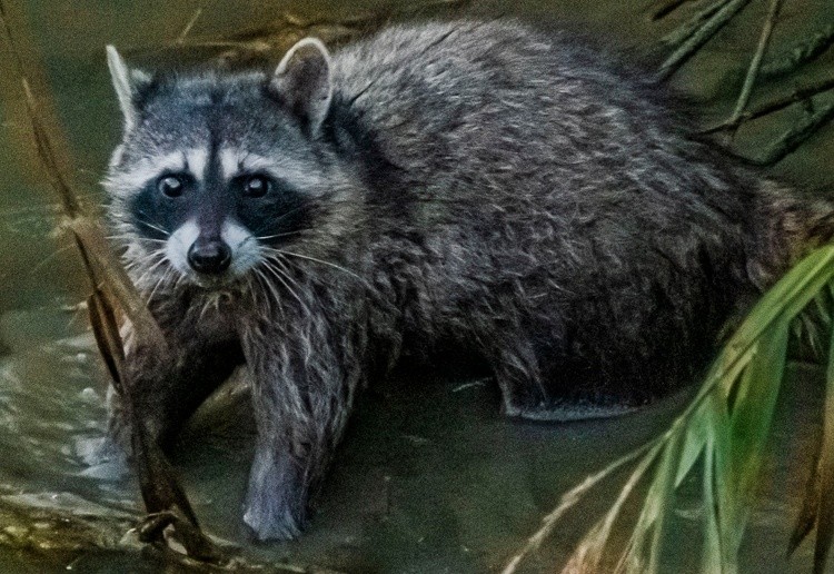 Raccoon in Alhambra Creek - July 9 2026