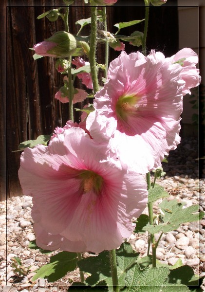 Hollyhocks
