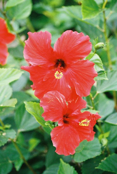 flower #2