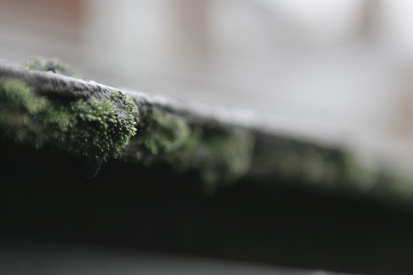 moss in foor ledge
