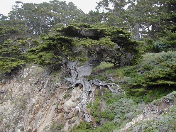 Lone Cypress