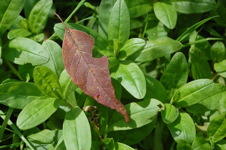 Leaf