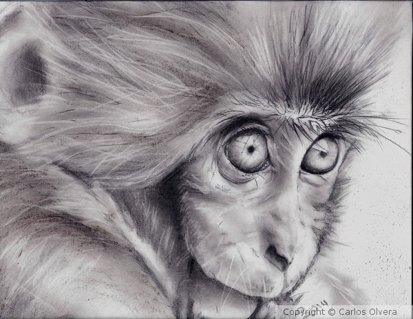 monkey