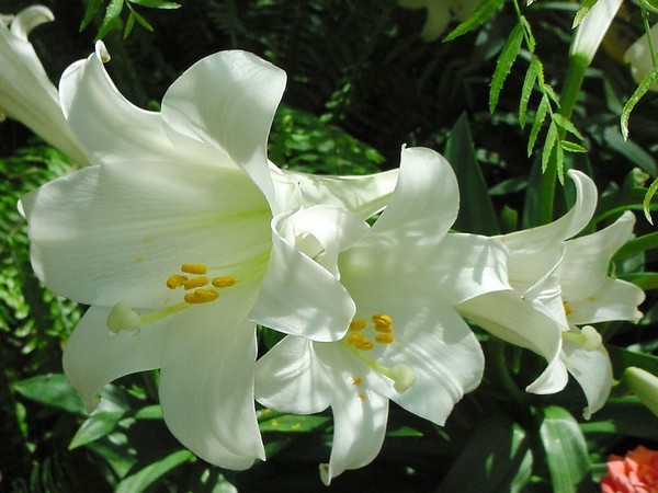 White Calla Lily