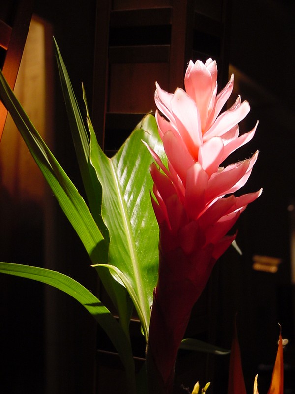 Moonlight Blossom