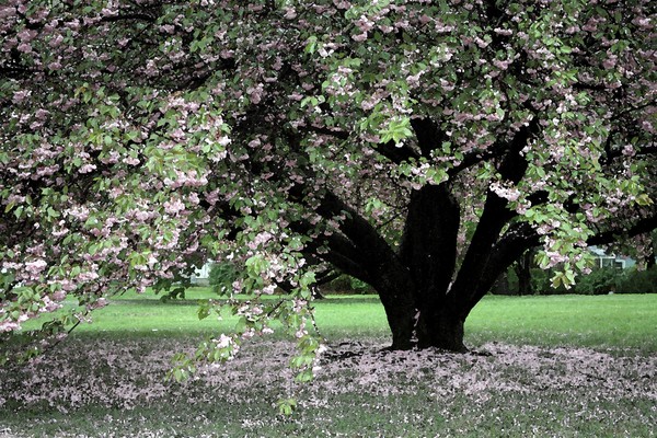 Pink dogwood