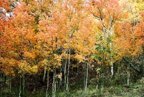 Colorado Jewels