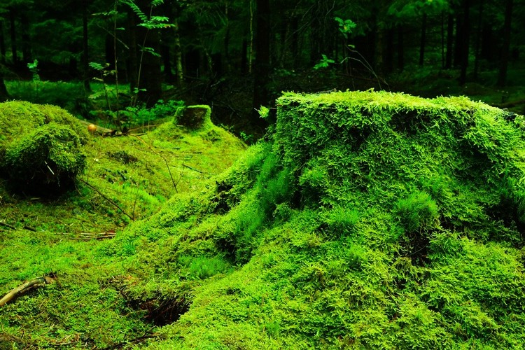 forest-483206 1280