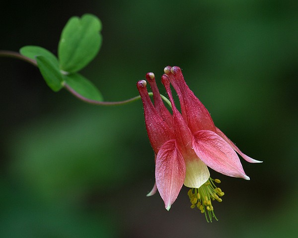 Columbine Glow