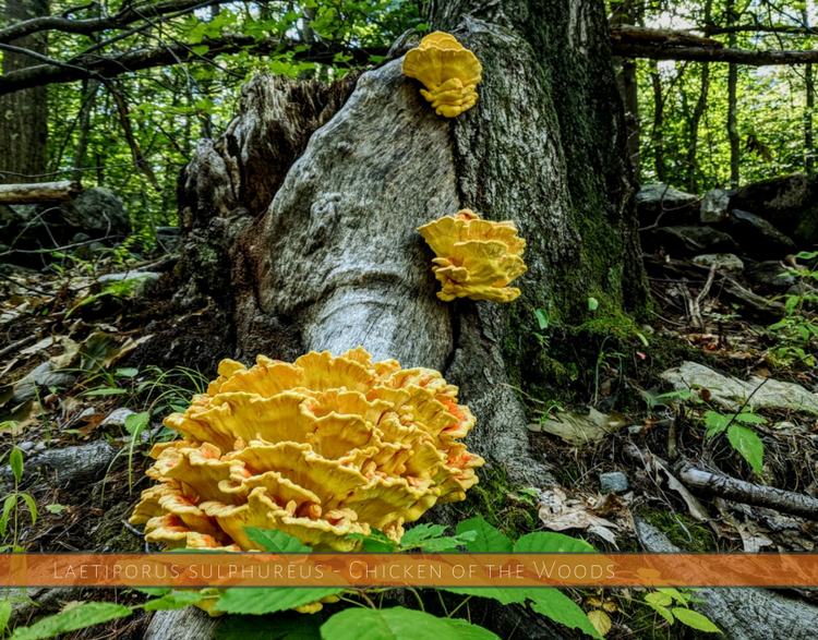 Chicken of the Woods - Laetiporus Sulphureus