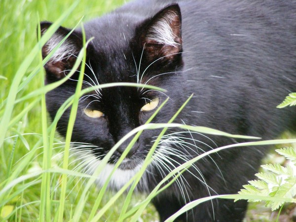 Cat Sam