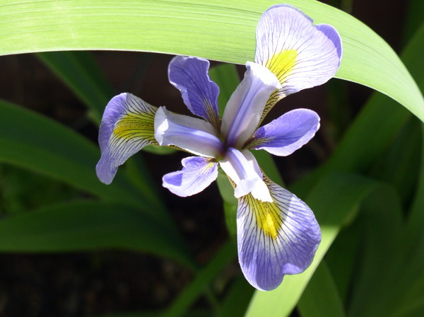 IRIS