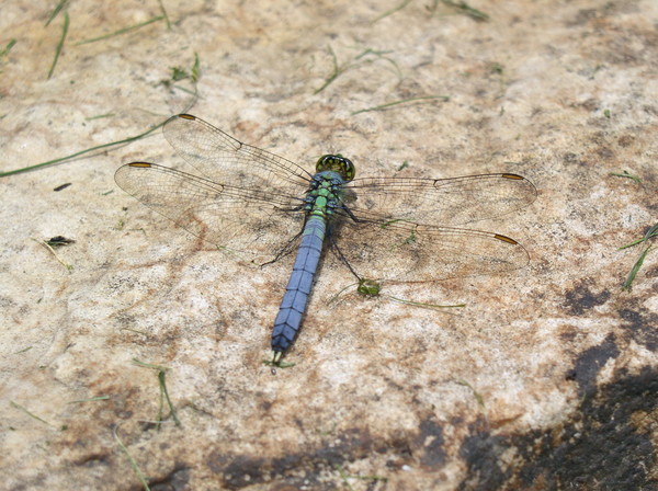 DRAGON FLY