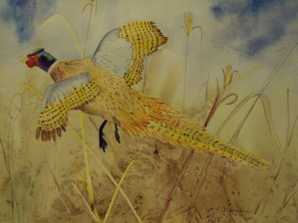Pheasant