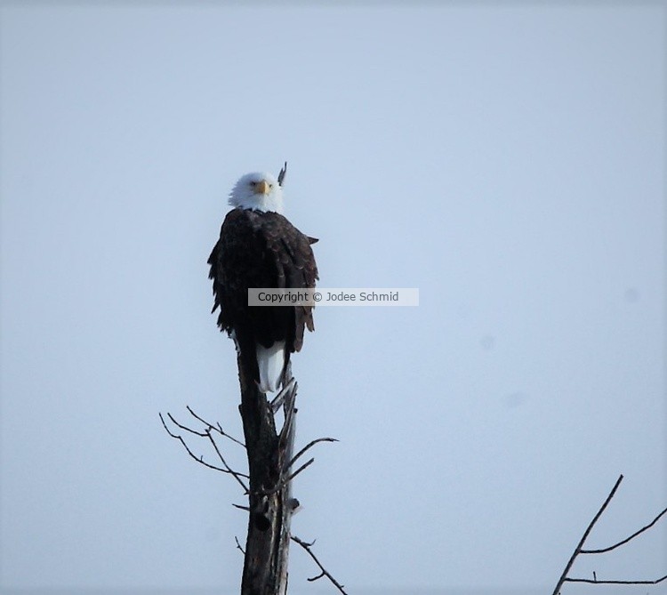 Eagle December 
