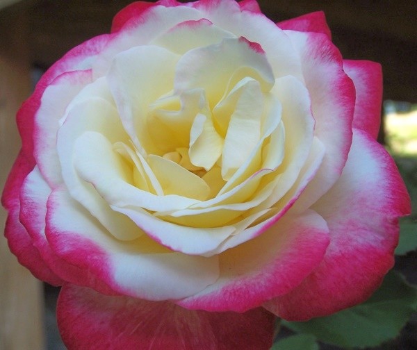 Late Rose