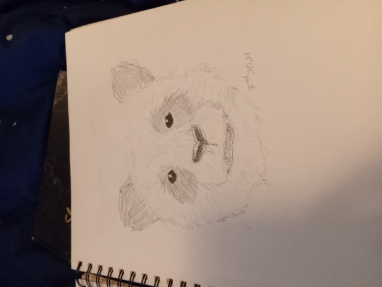Panda Bear