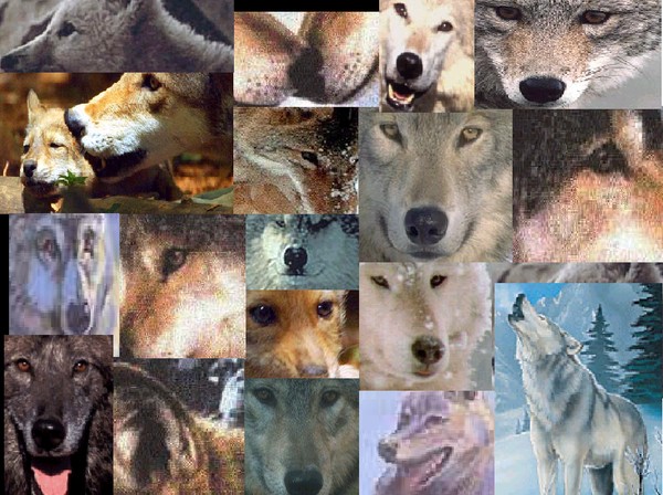 many wolves all together