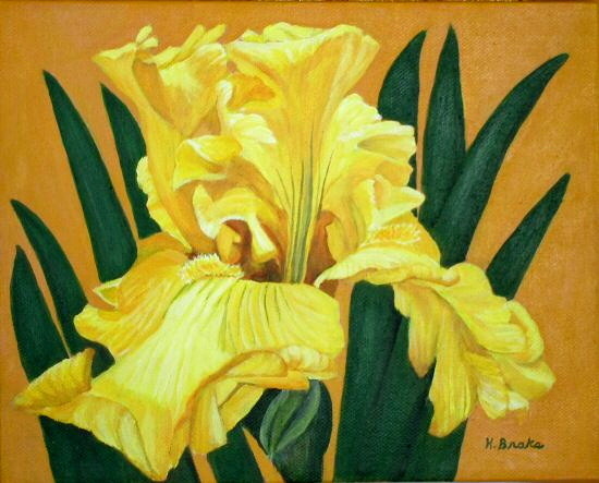 Yellow Iris