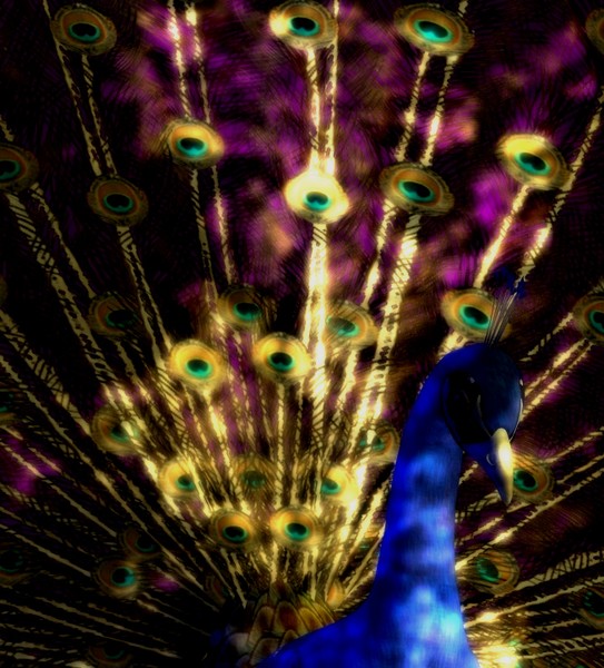 Majestic Peacock