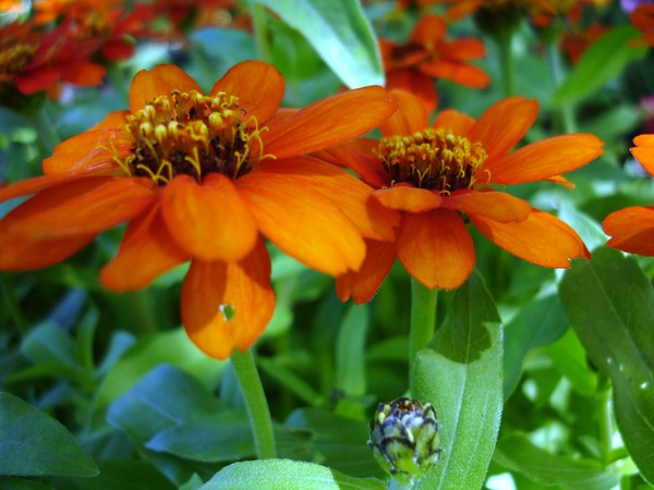 Orange flower
