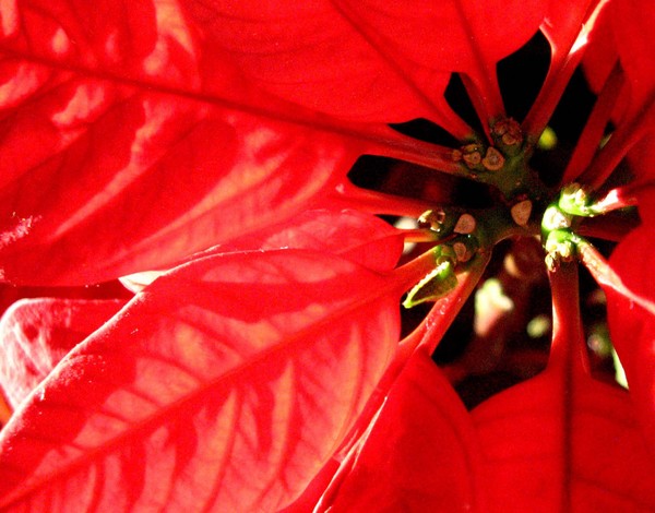 Christmas Leftovers