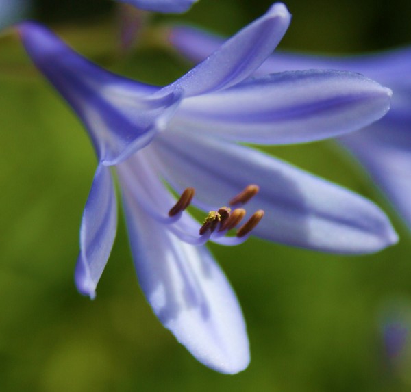 Blue Trumpet
