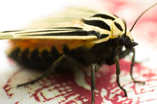 Grammia virgo