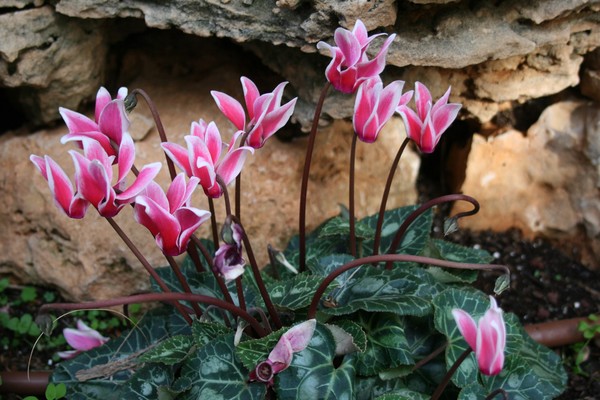 Cyclamens