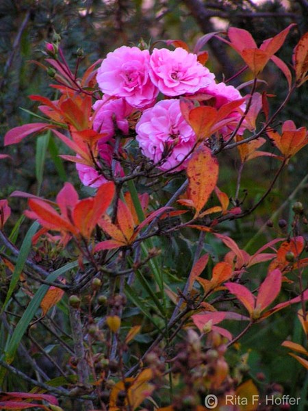 Summer Being Overtaken By Fall