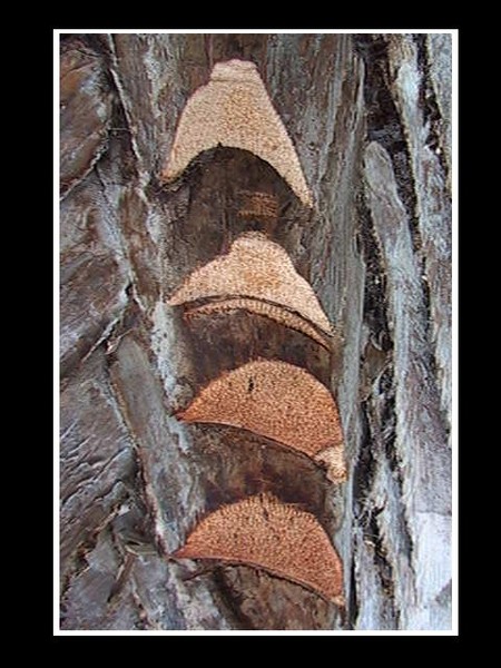 natural abstract