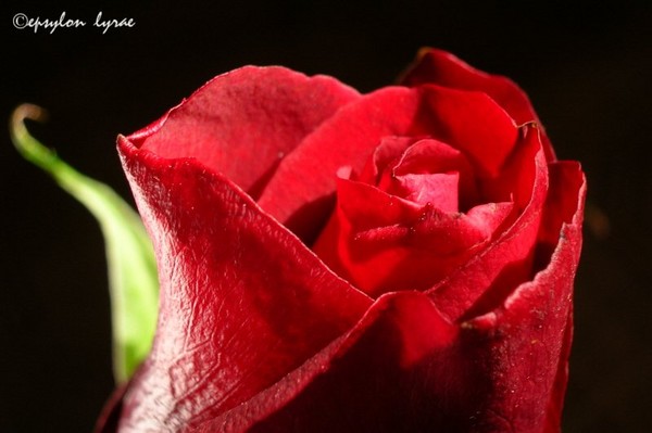 Rose Tip