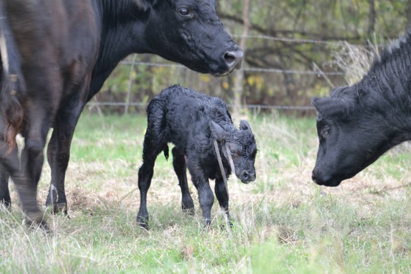 Newborn Angus