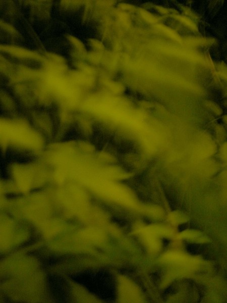 Once in a Green Moon