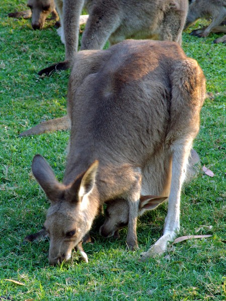 Kangaroo and Joey