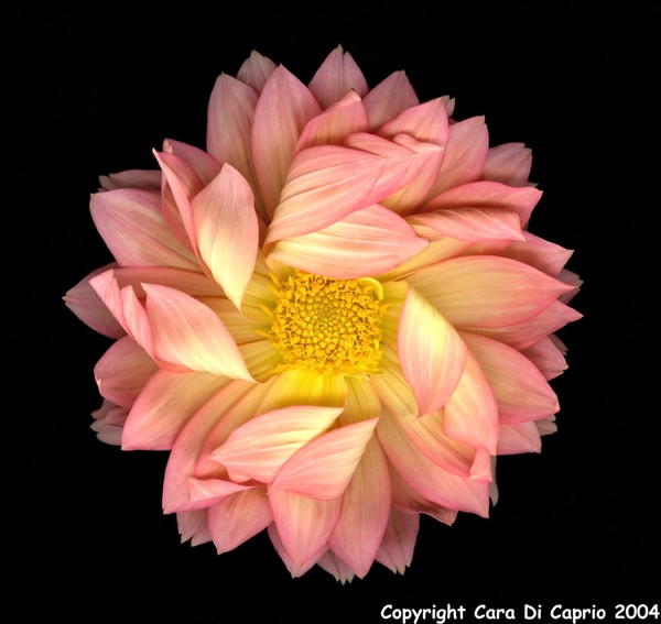 Dahlia 004