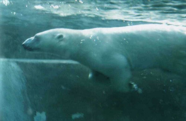 Polar Bear