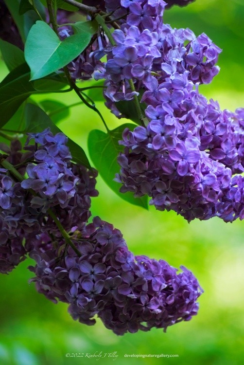 May Lilacs P8371