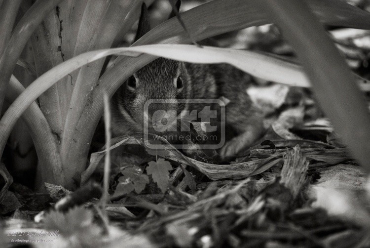 Young Cottontail In The Garden, 2