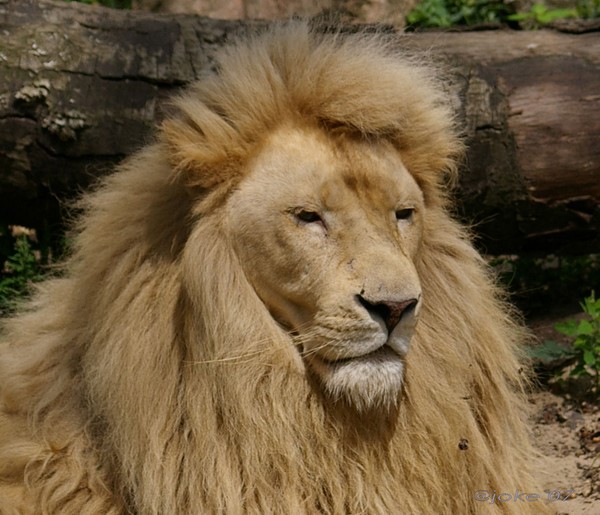 I`am the king