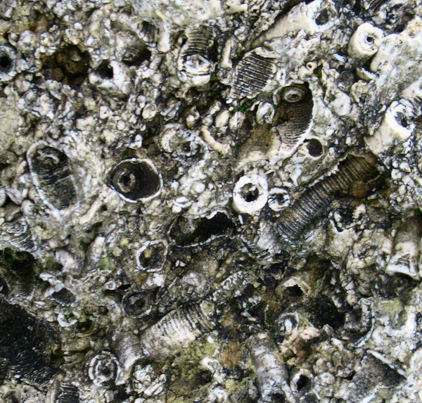Life Before Man (Fossil Rock)