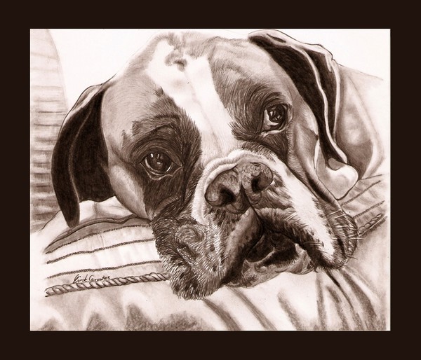 Boxer Portrait